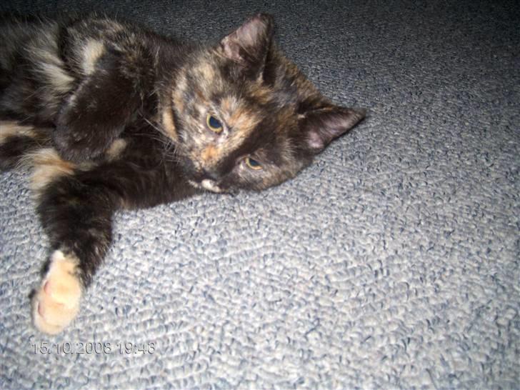 Huskat ,.-´*PEPSI*´-., - Lidt søvnig billede 8