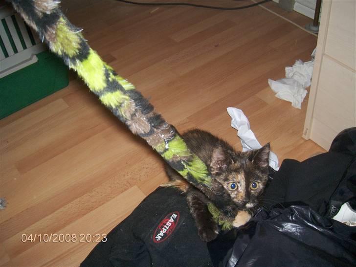 Huskat ,.-´*PEPSI*´-., - Er hun ikke dejlig :D billede 10