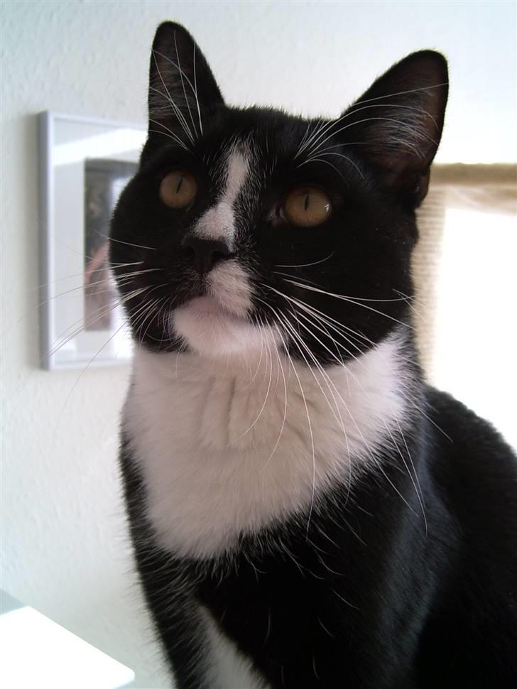 Blanding af racer Futte billede 1