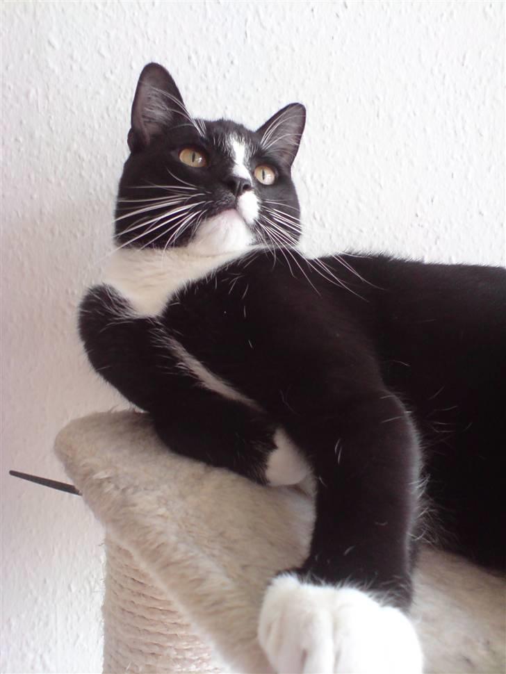 Blanding af racer Futte billede 2