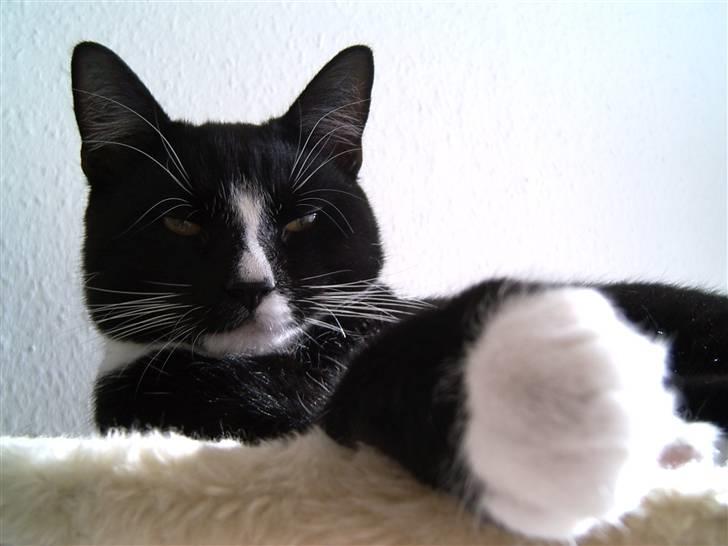 Blanding af racer Futte billede 3