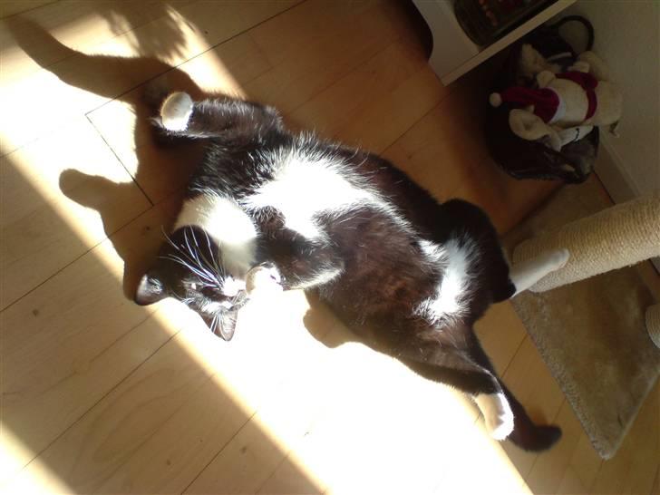 Blanding af racer Futte billede 4