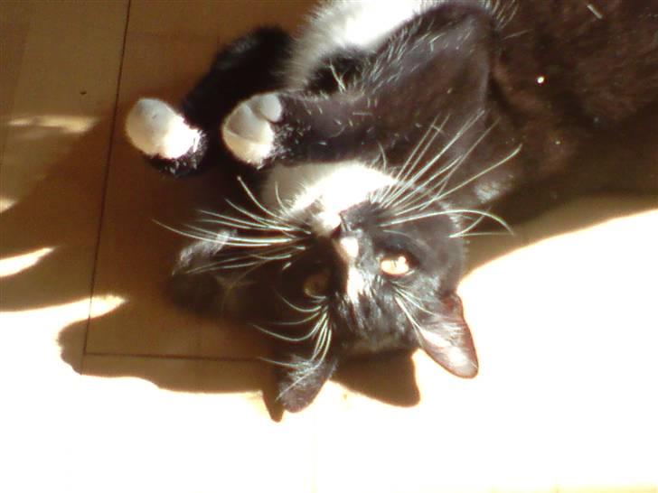 Blanding af racer Futte billede 5