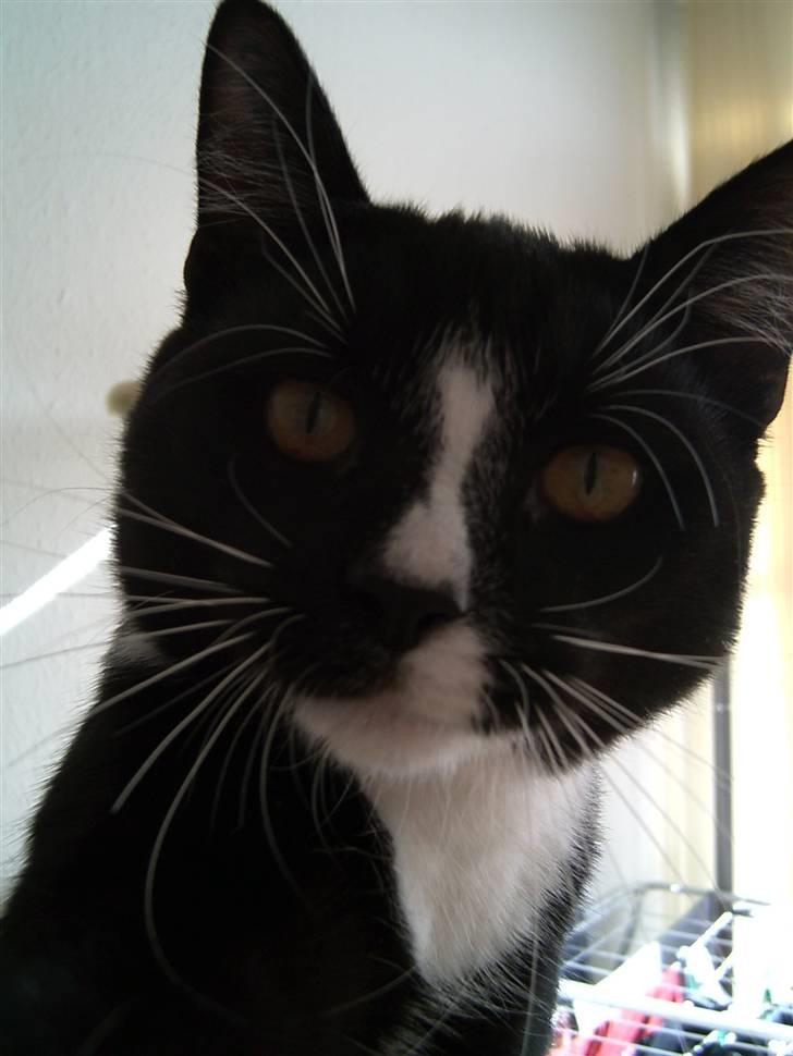 Blanding af racer Futte billede 6