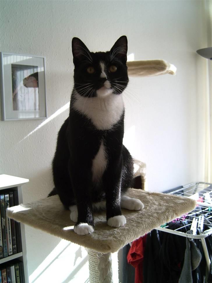 Blanding af racer Futte billede 7