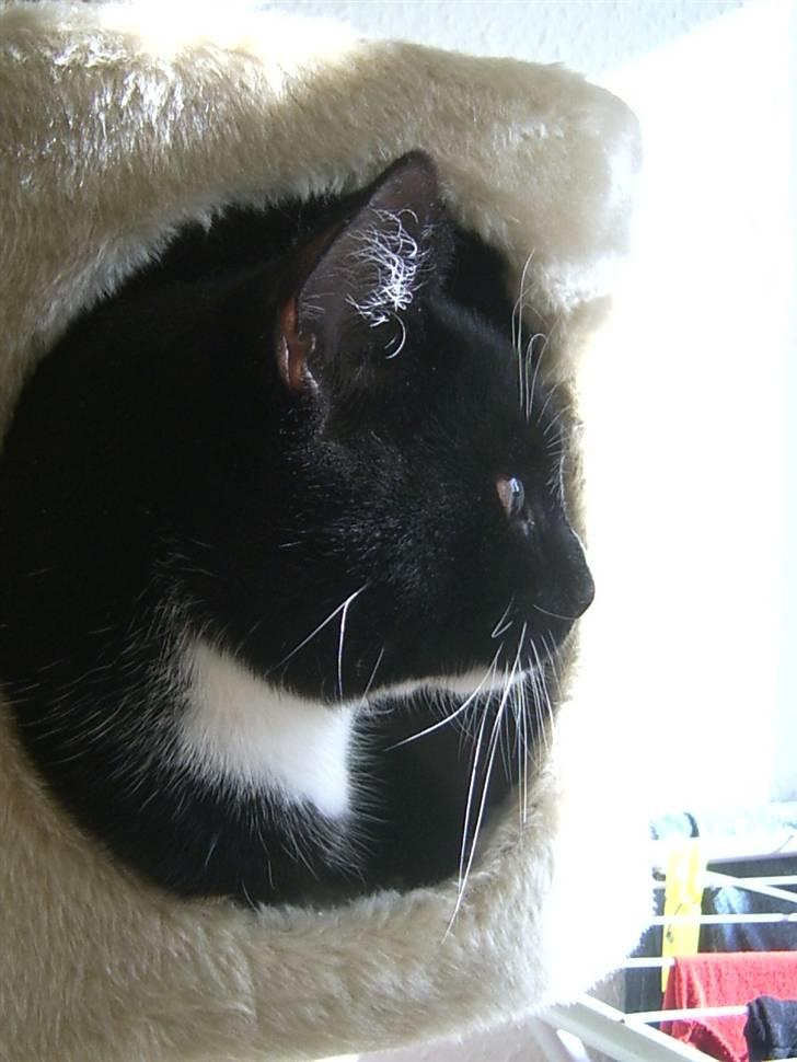 Blanding af racer Futte billede 8