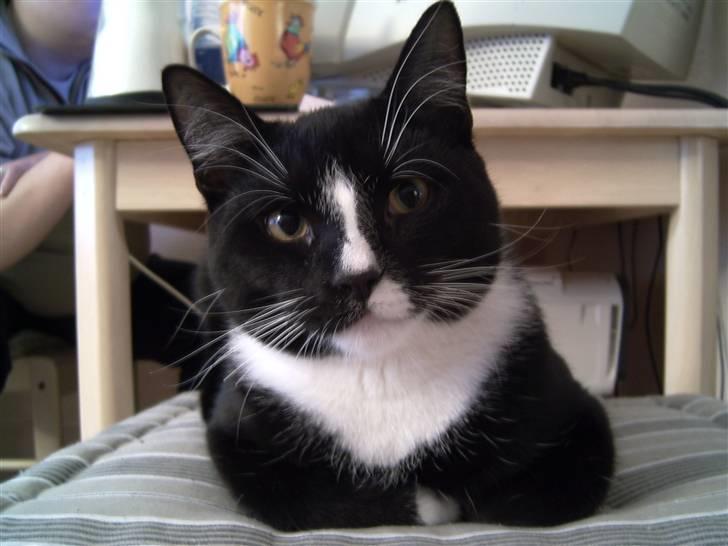 Blanding af racer Futte billede 9