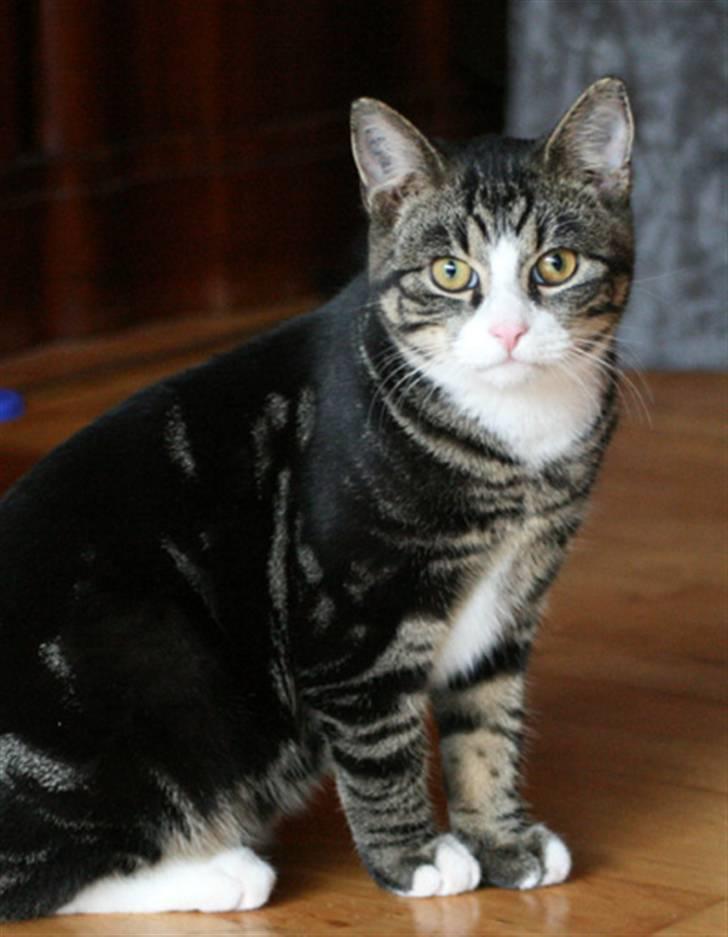 Blanding af racer Pelle billede 3