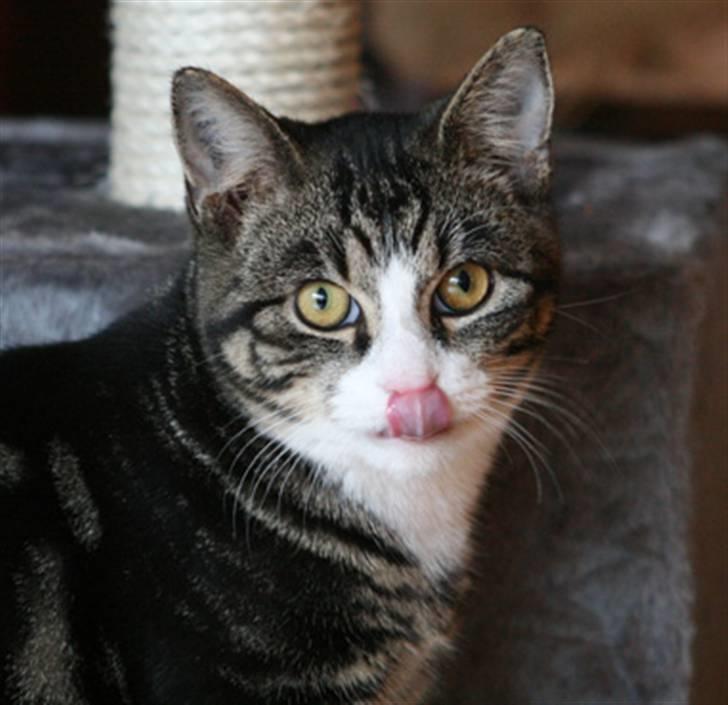 Blanding af racer Pelle - Frække Pelle billede 4