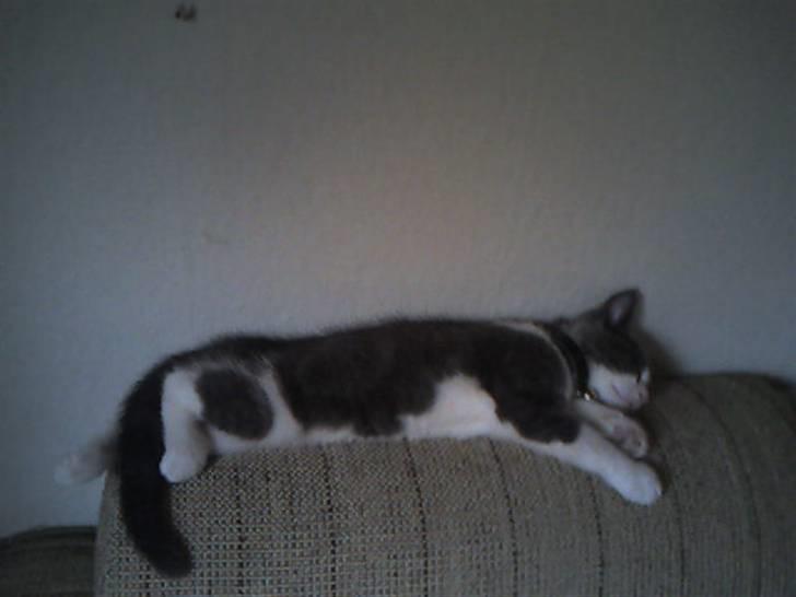 Huskat mille - her er hun kun en lille killing  billede 1