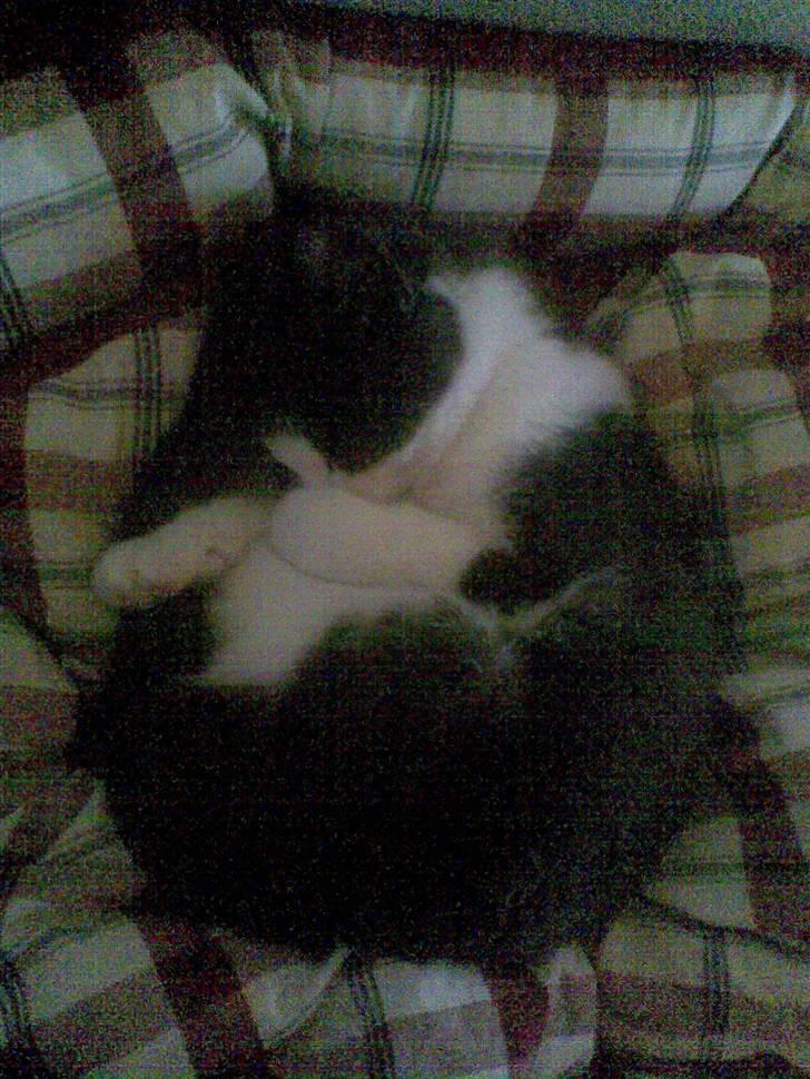 Huskat mille -  mille siger nøj hvor er det godt med en lur i min nye kurv billede 2