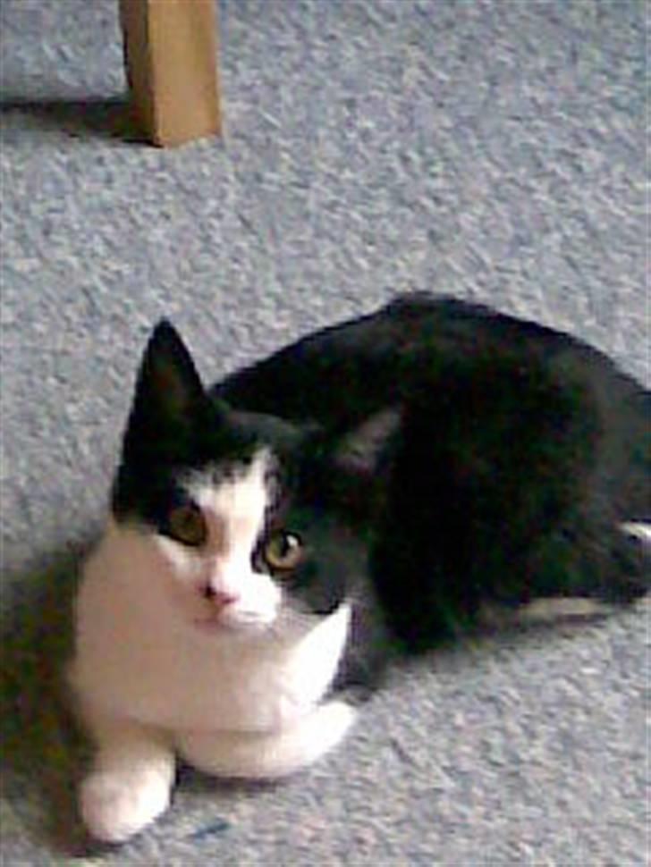 Huskat mille - her er en af hendes killinger som er flyttet hjemmefra som er kommet til at hedde trille billede 3