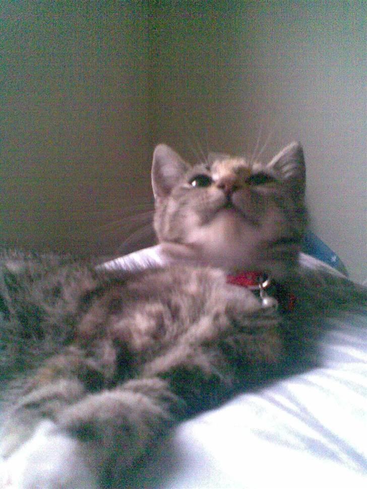 Huskat mille - her er den anden af hendes killinger som også er flyttet hjemmefra dom er blevet opkaldt efter hendes mor så hun hedder mille billede 4