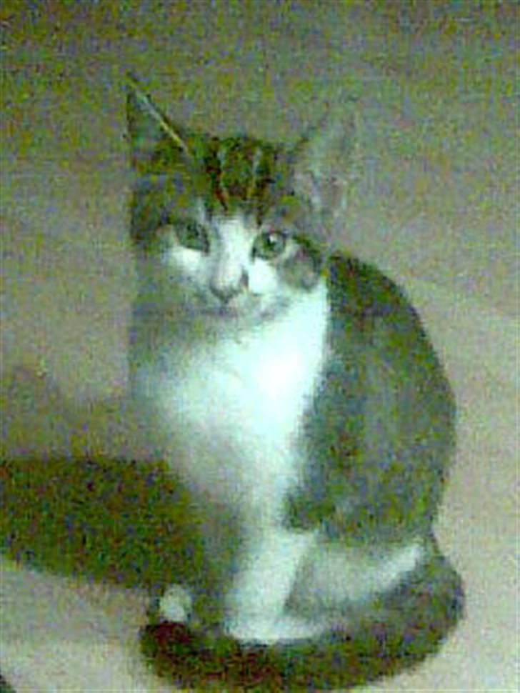 Huskat mille - hej jeg hedder bølle og jeg er en meget rolig killing og jeg har rigtig mange farver. billede 5