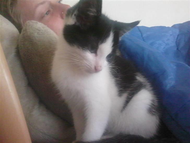 Huskat mille - jeg sidder lige og holder øje med mine søskende ser efter hva de laver  billede 6