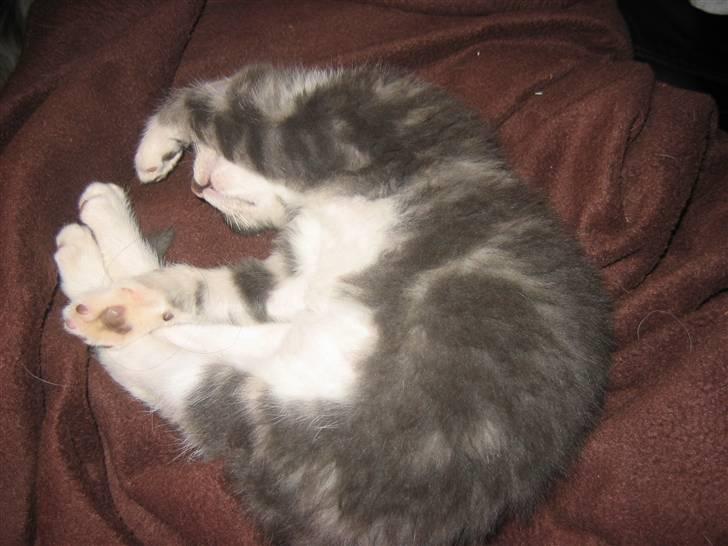 Huskat Lille fis billede 12