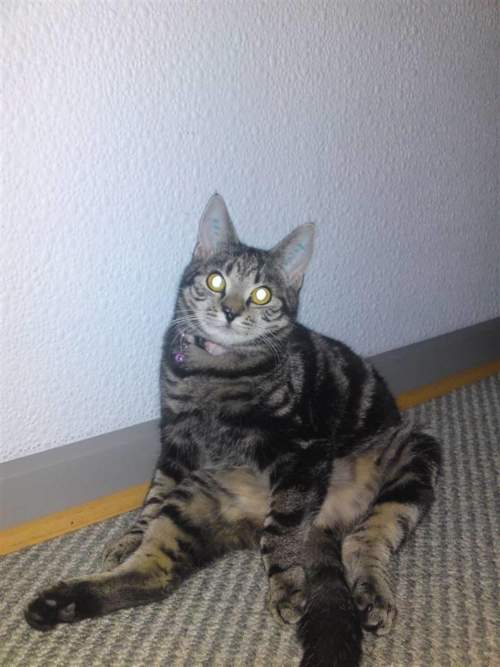 Blanding af racer Miv - Tykke mis :D billede 14