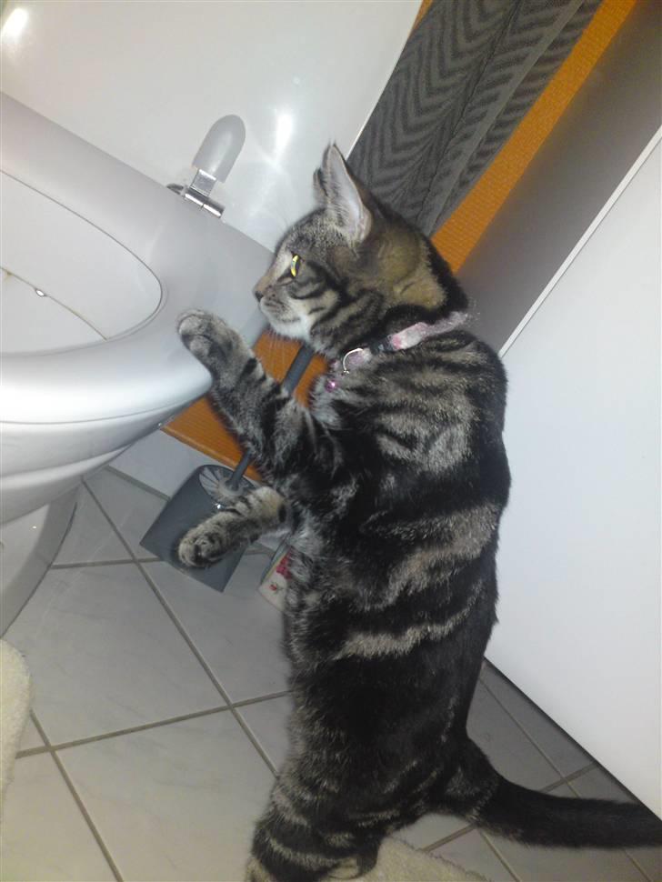 Blanding af racer Miv billede 15