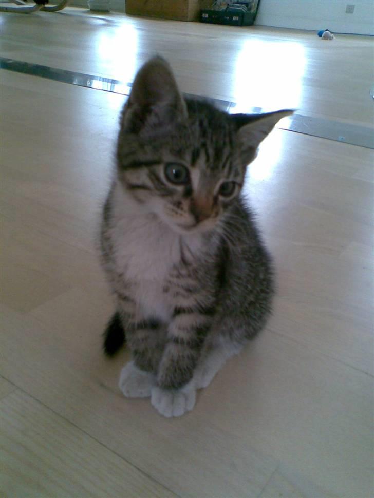 Huskat Woody - Velkommen til Woodys profil:D billede 1