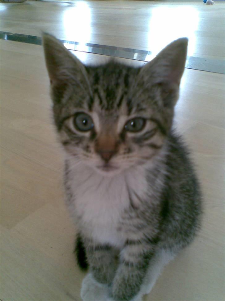 Huskat Woody billede 2