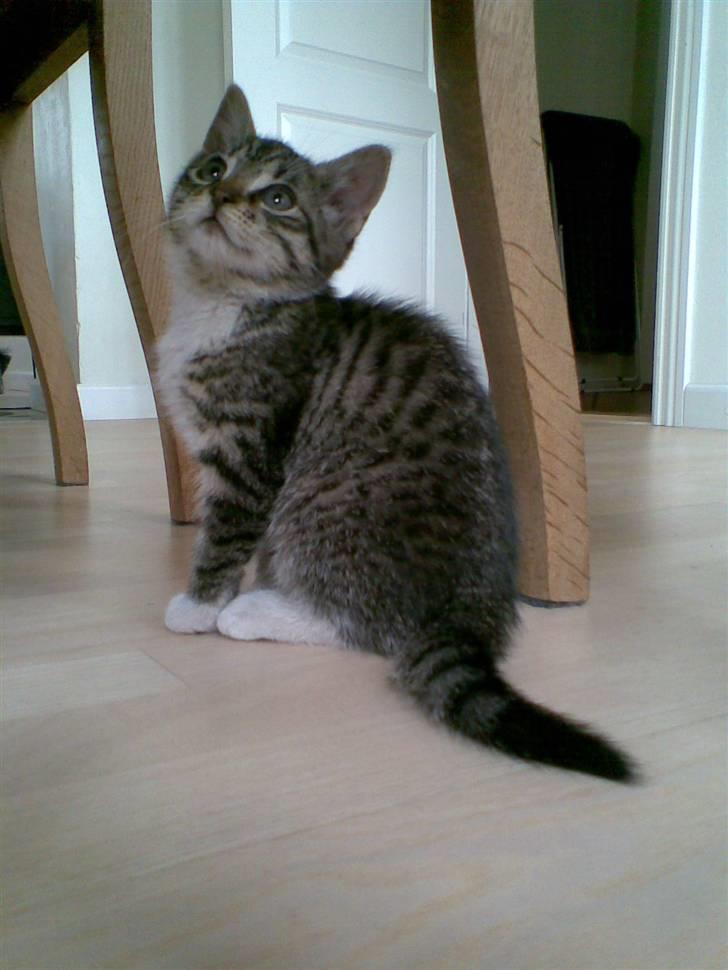 Huskat Woody billede 3