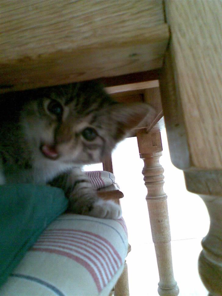 Huskat Woody - hun væste da jeg tog billedet billede 4