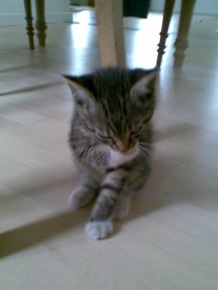 Huskat Woody - hun vasker sig;D billede 5