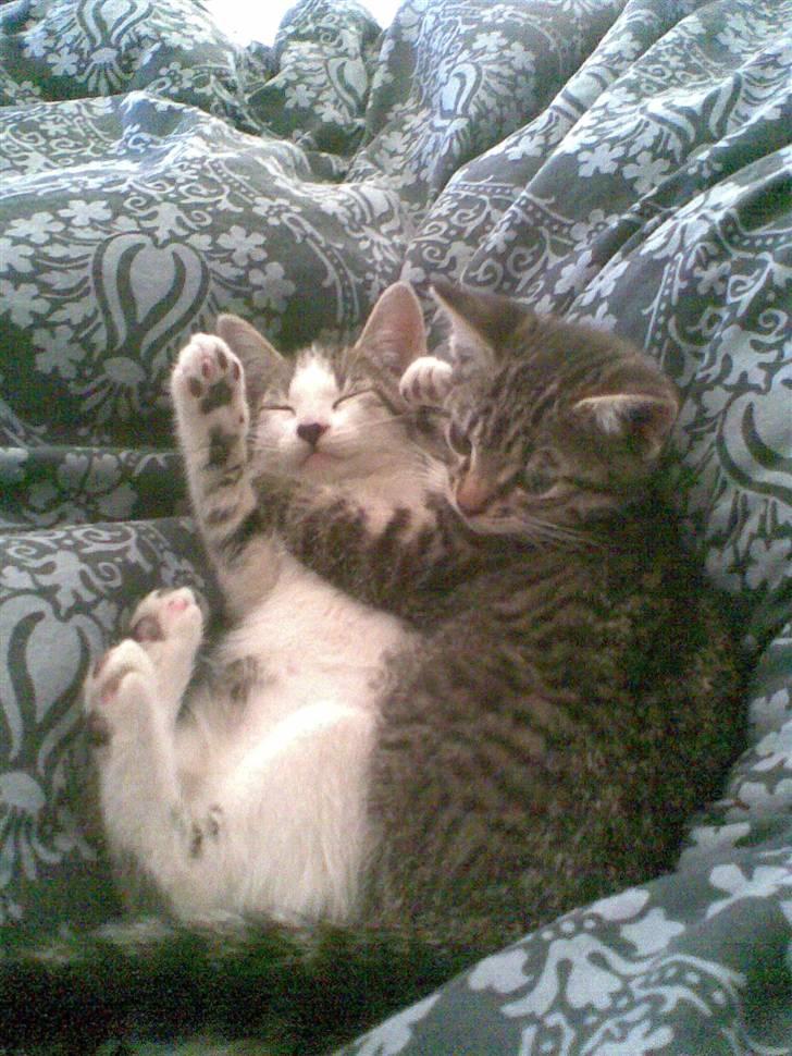 Huskat Woody - hende og hendes søster lægger og sover billede 6