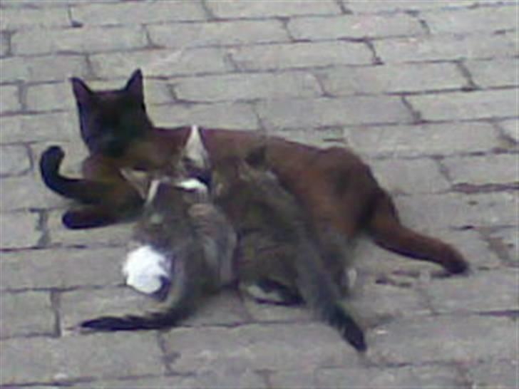 Huskat Woody - hun og hendes søster patter ved deres halv søster billede 8