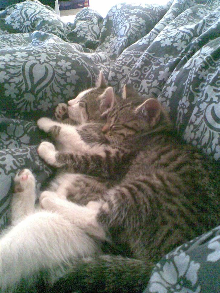 Huskat Woody - de sover igen<3 billede 9