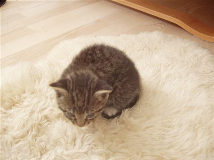 Huskat Woody - som mindre billede 10