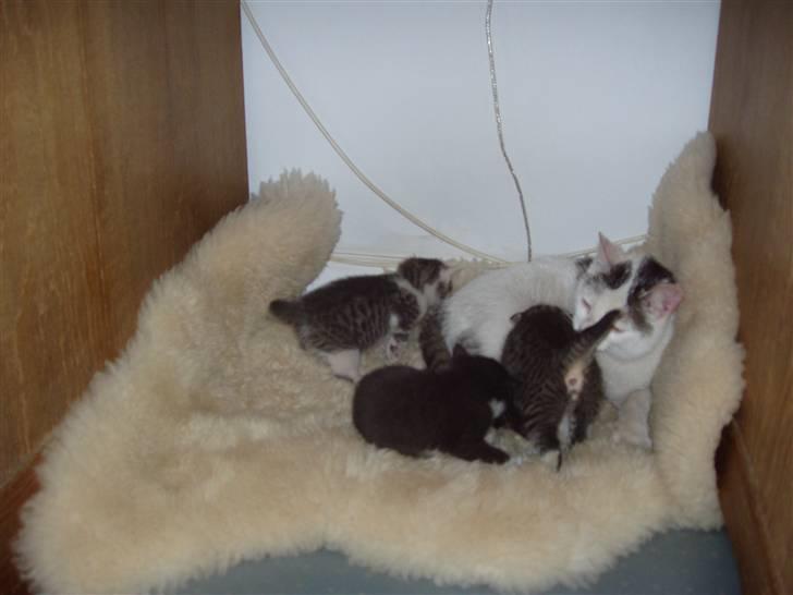 Huskat Woody - hele familien lægger og hygger sig billede 11