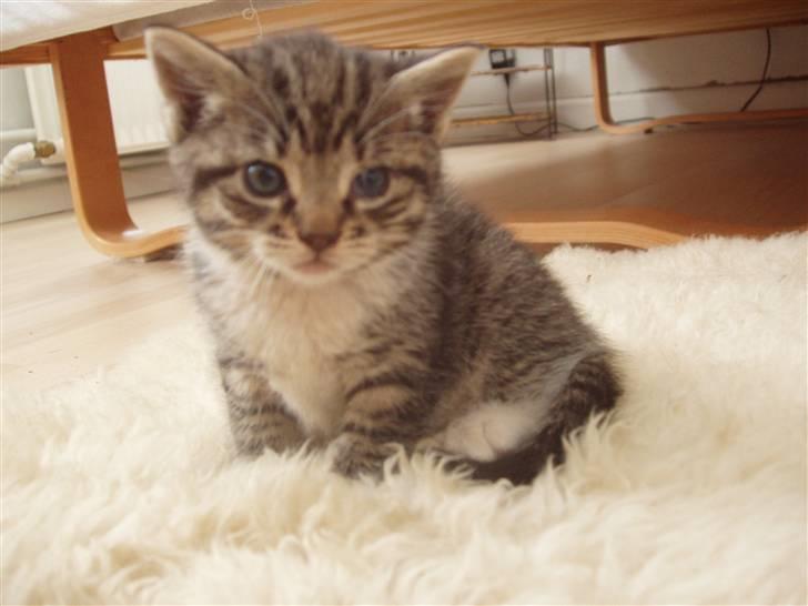 Huskat Woody billede 12