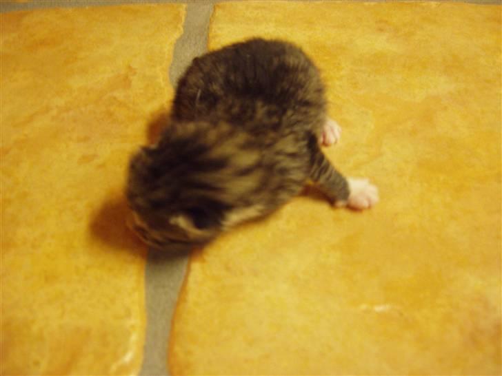 Huskat Woody - en dag efter hun blev født billede 13