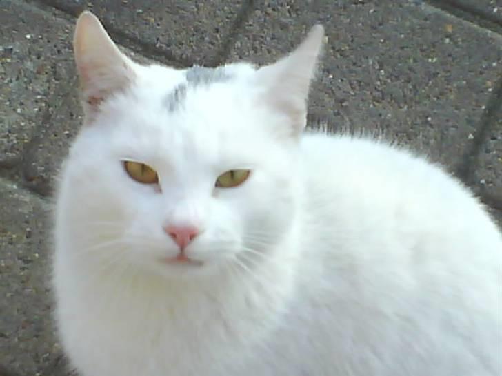 Huskat Ludvig billede 10