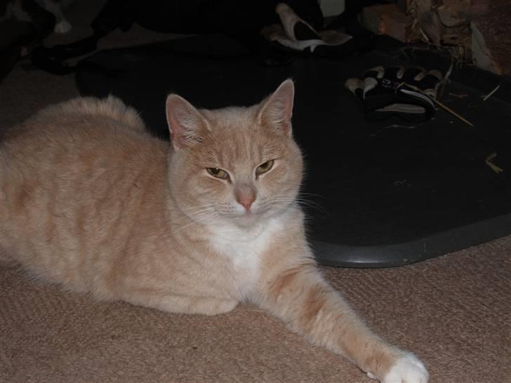 Huskat Cookie - <3 billede 13