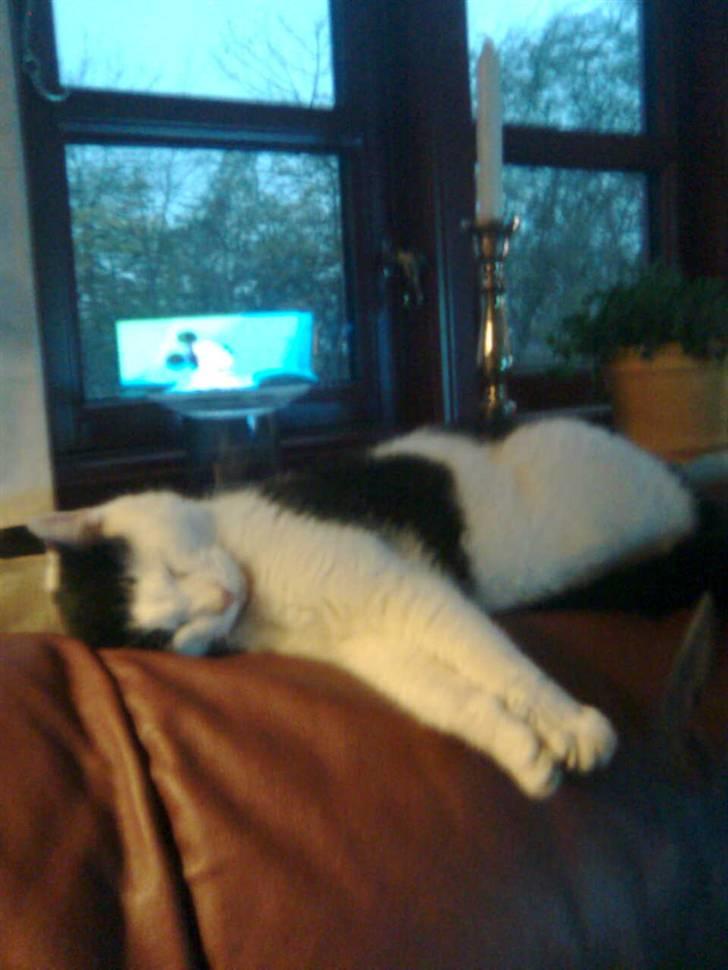 Huskat Flika billede 15