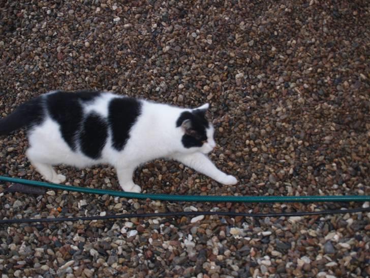 Huskat Flika - Heej misse billede 16