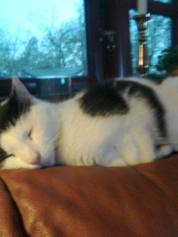 Huskat Flika billede 17