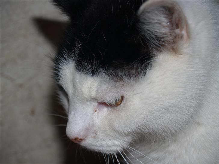 Huskat Flika - Farvel Flika billede 18