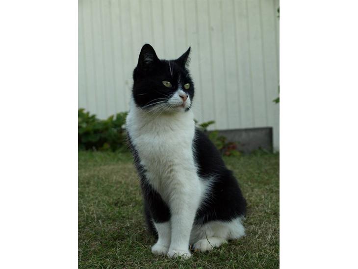 {{currentPhoto.altText}} billede {{currentPhoto.number}}