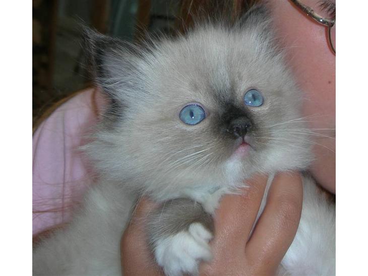 Ragdoll LadyCat MayPo - LadyCat MayPO billede 1