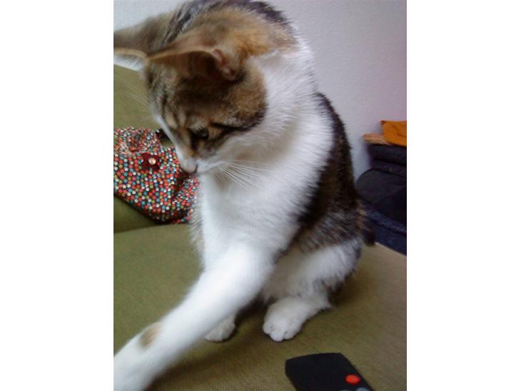 {{currentPhoto.altText}} billede {{currentPhoto.number}}