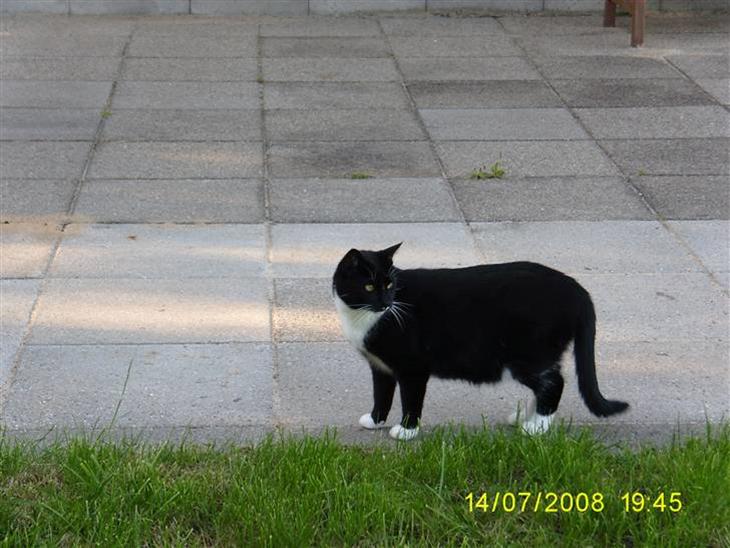 Huskat Oliver - Oliver kigger på hestene. Hvad er det for nogle mærkelige dyr? billede 1