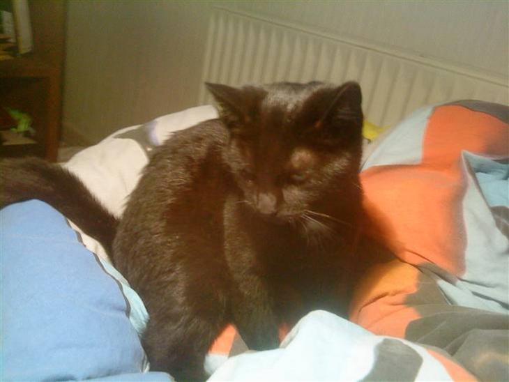 {{currentPhoto.altText}} billede {{currentPhoto.number}}