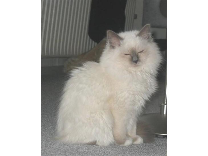 {{currentPhoto.altText}} billede {{currentPhoto.number}}