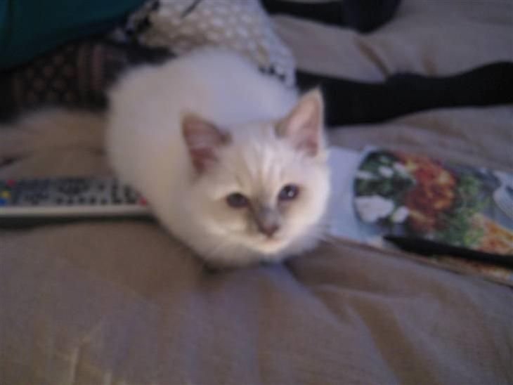 {{currentPhoto.altText}} billede {{currentPhoto.number}}