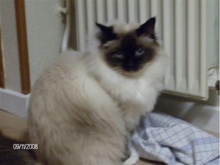 {{currentPhoto.altText}} billede {{currentPhoto.number}}