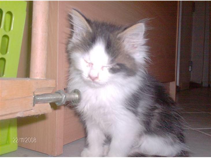 {{currentPhoto.altText}} billede {{currentPhoto.number}}