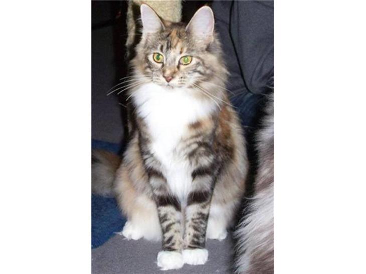 {{currentPhoto.altText}} billede {{currentPhoto.number}}